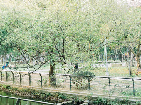 台北植物計畫（攝影／楊雅淳）