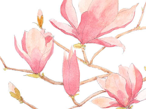 辛夷花（圖／郭果子）