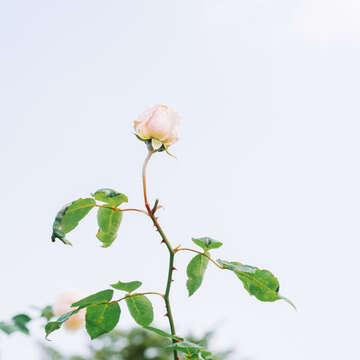 玫瑰（攝影／楊雅淳）