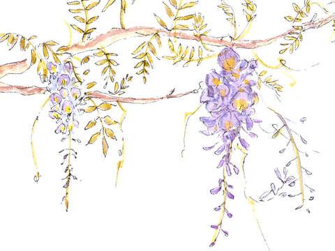 紫藤花（圖／郭果子）