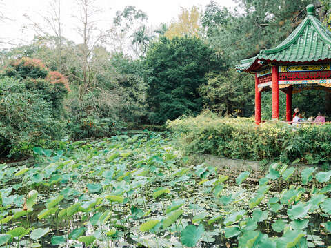 台北植物園（攝影／楊雅淳）