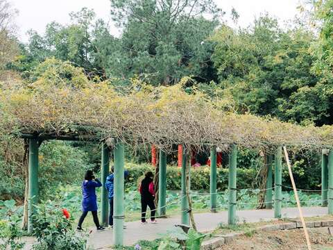 台北植物園（攝影／楊雅淳）
