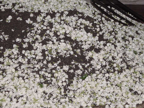 茉莉花茶的清香，不是單純來自於花的參雜，而是透過窨花，一層又一層讓茶葉吸收飽滿的香氣。