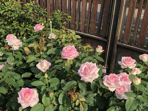 Taman Mawar Taipei ~ Pameran Mawar Di Musim Semi 2019