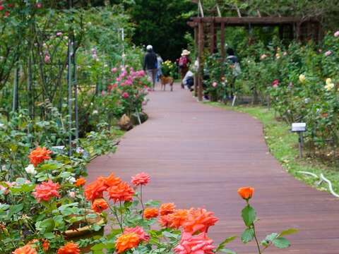 สวนกุหลาบไทเป 2019 – นิทรรศการดอกกุหลาบฤดูใบไม้ผลิ
