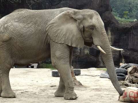 6月間連續10天不開放~動物園積極整裝再出發！