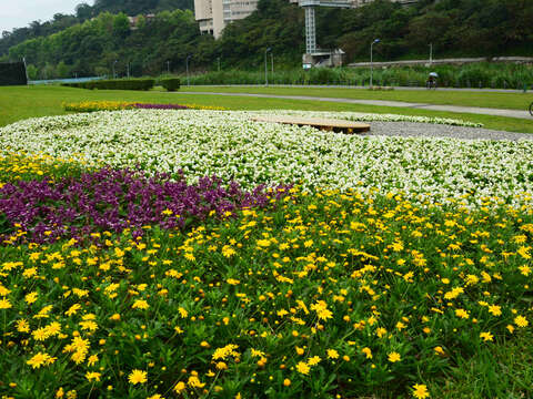 道南河濱公園花海盛開 花期到4月下旬