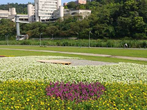 北市水利處在道南河濱公園營造花海