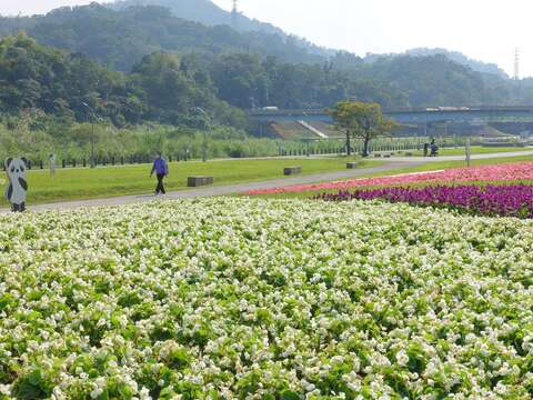 道南河濱公園花海