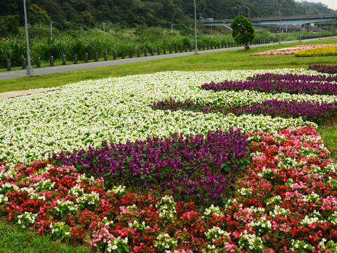 道南河濱花海 賞花期預估可持續到4月下旬