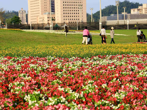 道南河濱公園花海，現在花況大爆發