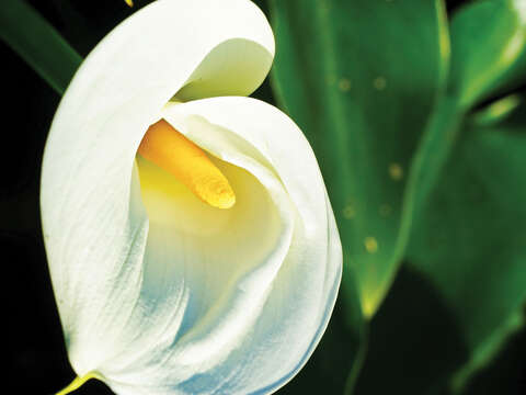TAIPEI Spring 2019 Vol.15--Flower Viewing in Taipei: Three Routes Recommended for Couples, Friends, and Families