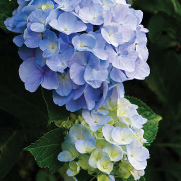 TAIPEI Spring 2019 Vol.15--Flower Viewing in Taipei: Three Routes Recommended for Couples, Friends, and Families