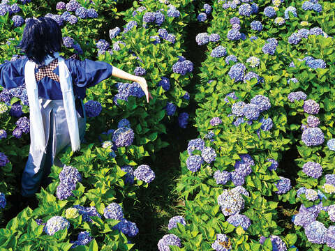 TAIPEI Spring 2019 Vol.15--Flower Viewing in Taipei: Three Routes Recommended for Couples, Friends, and Families