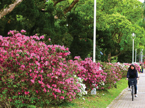 TAIPEI 春季号 2019 Vol.15--彩りを楽しむ絶景花見ルート