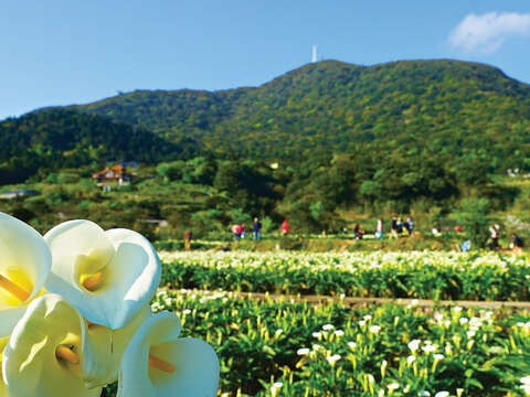 TAIPEI 春季号 2019 Vol.15--彩りを楽しむ絶景花見ルート