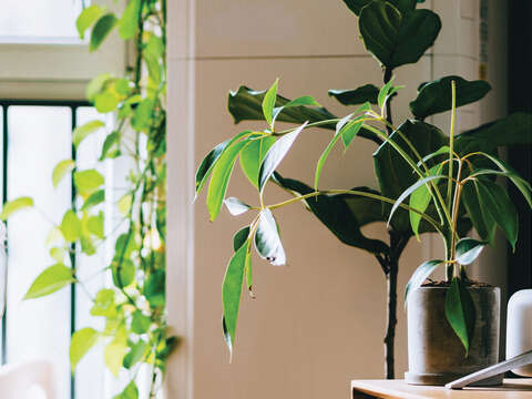 TAIPEI 春季号 2019 Vol.15--​​​​​​​草木が芽吹く春 室内を彩る花と植物