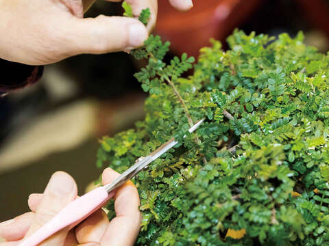 TAIPEI 春季号 2019 Vol.15--​​​​​​​草木が芽吹く春 室内を彩る花と植物