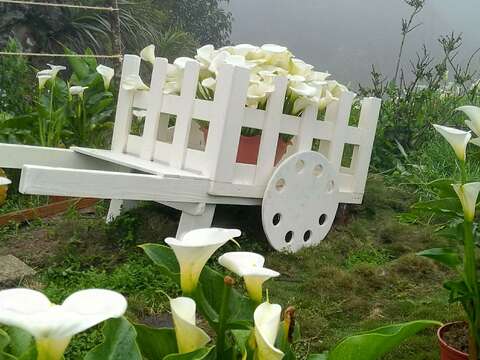 小瀑布海芋園
