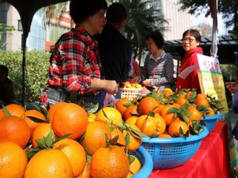 2016北投桶柑節