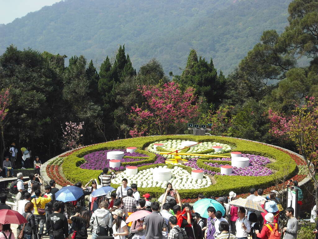 陽明山花季