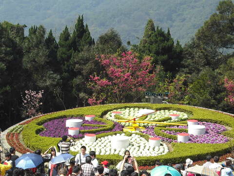 陽明山花季