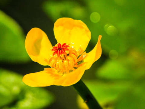 臺灣萍蓬草金黃色花瓣其實是花萼，真正的花瓣小而不顯眼