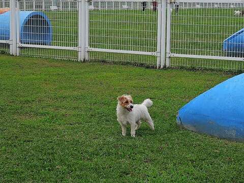 狗狗於松山區迎風狗運動公園玩耍