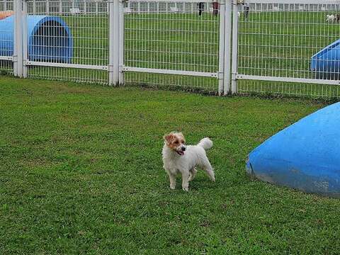 狗狗於松山區迎風狗運動公園玩耍