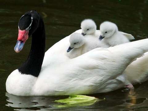 灰色的黑頸天鵝寶寶，不時擠在爸媽的背上坐「天鵝船」