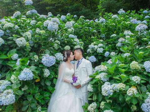 繡球花花季時間為五月中到六月中，為最佳婚攝時間(圖片提供-最佳風情婚紗攝影)