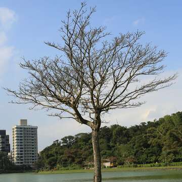 碧湖公園的流蘇-落葉期
