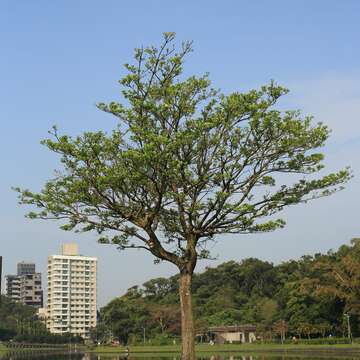 碧湖公園的流蘇-萌葉期