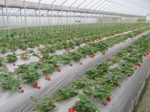 清香休閒農場溫室生產草莓園