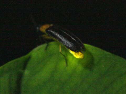 夜晚的小精靈螢火蟲