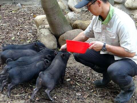 餵時的同時，保育員也能就近觀察動物的外觀變化（蘭嶼豬）