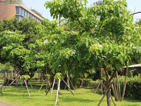 士林官邸公園逐漸盛開的油桐