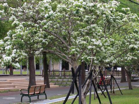 福林公園也降下了「4月雪」