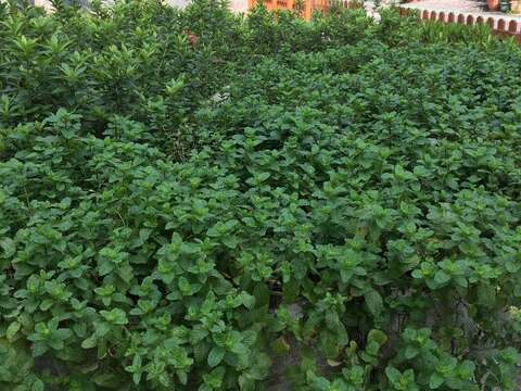 園圃內大片香草植物