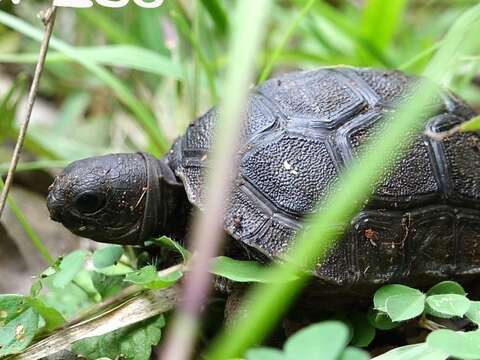 亞達伯拉象龜寶寶剛破殼時, 體重只有40公克