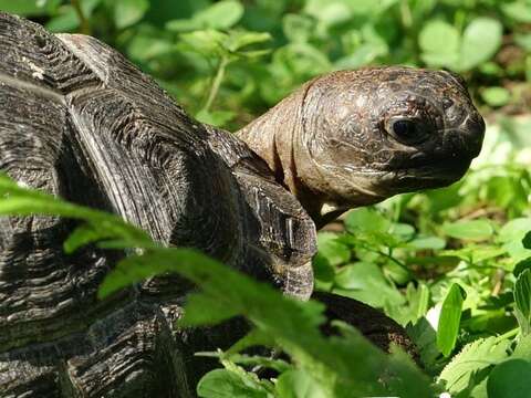 亞達伯拉象龜寶寶〜成長快速滿週歲囉！