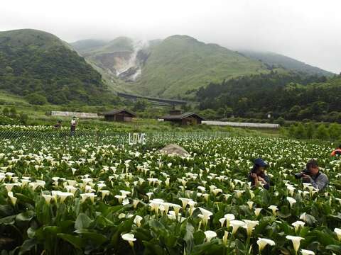 海芋季倒數兩天，北市府產業局邀您一起上山欣賞浪漫白色花海。