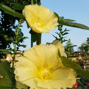 黃花蜀葵帶來陽光氣息