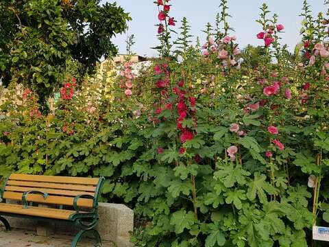 春光公園裡繽紛豔麗的蜀葵