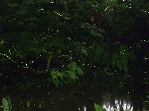 在榮星花園生態池中很容易可以看到他們的身影呢!