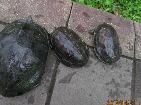 池內還有許多民眾所放生的烏龜，這些其實是會破壞生態的外來種。