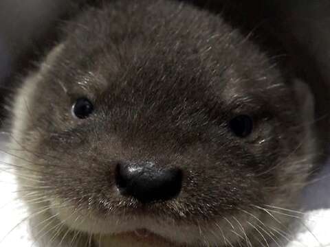 為了慶祝新生水獺妹妹雙滿月，自5月9日10：00起至5月20日17：00止，歡迎到動物園粉絲頁參加【水獺妹妹雙滿月-給予祝福無極限】活動