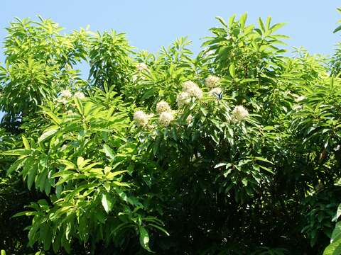 飄香內雙溪 遇見愛情