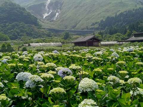 .花色高雅的白色與淺色繡球花已陸續開放。