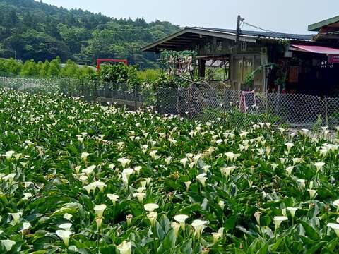 海芋花田依然美麗。